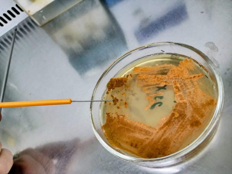 Scoperta la strada verso il super antibiotico