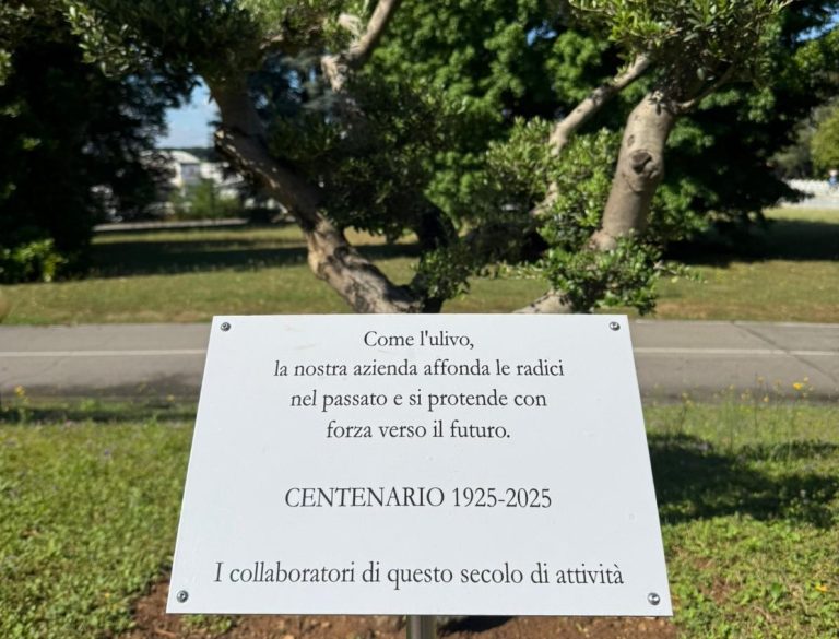 Chiacchiere a zero e ulivi centenari
